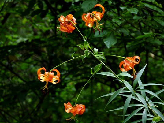{Lilium superbum}